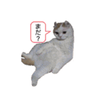 白太郎とアトム（個別スタンプ：11）