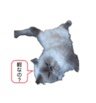 白太郎とアトム（個別スタンプ：18）