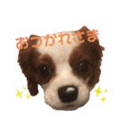 キャバリア ルタの日常スタンプ（個別スタンプ：13）