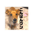 むぎっくす2（個別スタンプ：11）