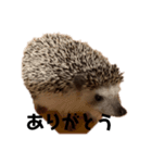 ハリネズミさくらちゃん桑名弁（個別スタンプ：1）