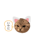 たぬもた⑤（個別スタンプ：1）