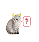 たぬもた⑤（個別スタンプ：3）