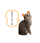たぬもた⑤（個別スタンプ：4）