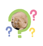 猫スタンプ♡♡（個別スタンプ：1）