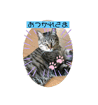 あなたの心に癒しを届けます（個別スタンプ：1）