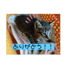 あなたの心に癒しを届けます（個別スタンプ：8）