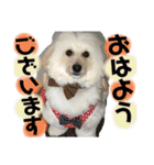 可愛い愛犬スタンプ7（個別スタンプ：1）
