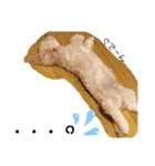 可愛い愛犬スタンプ7（個別スタンプ：2）