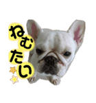可愛い愛犬スタンプ7（個別スタンプ：5）