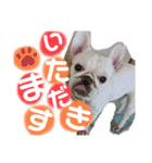 可愛い愛犬スタンプ7（個別スタンプ：6）