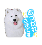 可愛い愛犬スタンプ7（個別スタンプ：7）