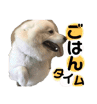 可愛い愛犬スタンプ7（個別スタンプ：8）
