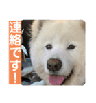 可愛い愛犬スタンプ7（個別スタンプ：9）
