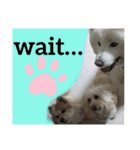 可愛い愛犬スタンプ7（個別スタンプ：10）