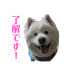可愛い愛犬スタンプ7（個別スタンプ：12）