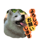 可愛い愛犬スタンプ7（個別スタンプ：14）