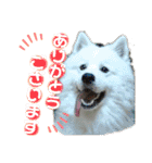 可愛い愛犬スタンプ7（個別スタンプ：15）