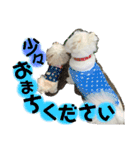 可愛い愛犬スタンプ7（個別スタンプ：16）