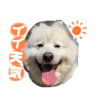 可愛い愛犬スタンプ7（個別スタンプ：18）