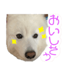 可愛い愛犬スタンプ7（個別スタンプ：19）