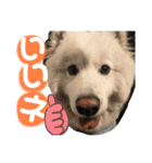 可愛い愛犬スタンプ7（個別スタンプ：20）
