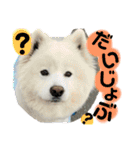 可愛い愛犬スタンプ7（個別スタンプ：22）