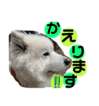 可愛い愛犬スタンプ7（個別スタンプ：23）