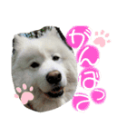可愛い愛犬スタンプ7（個別スタンプ：24）