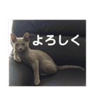 ロシアンブルーのミミ＆ダックスのジャス（個別スタンプ：6）