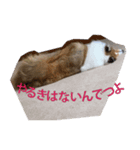コリーのとったん 2（個別スタンプ：1）