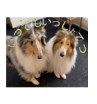 コリーのとったん 2（個別スタンプ：4）