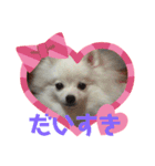 ポメラニアンのナミ   NO4（個別スタンプ：5）