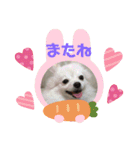 ポメラニアンのナミ   NO4（個別スタンプ：10）