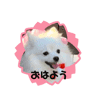 ポメラニアンのナミ   NO4（個別スタンプ：13）