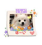 ポメラニアンのナミ   NO4（個別スタンプ：14）