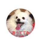 ポメラニアンのナミ   NO3（個別スタンプ：2）