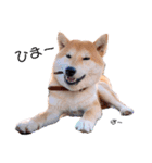柴犬 レイ（個別スタンプ：1）