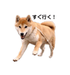柴犬 レイ（個別スタンプ：2）