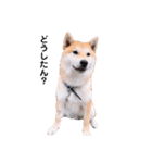 柴犬 レイ（個別スタンプ：3）