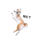 柴犬 レイ（個別スタンプ：4）