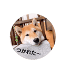 柴犬 レイ（個別スタンプ：5）