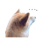 柴犬 レイ（個別スタンプ：6）