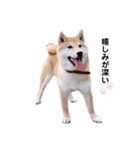 柴犬 レイ（個別スタンプ：7）