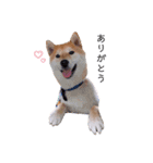 柴犬 レイ（個別スタンプ：8）
