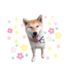 柴犬 レイ（個別スタンプ：9）