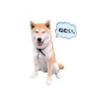 柴犬 レイ（個別スタンプ：10）