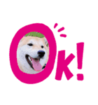 柴犬 レイ（個別スタンプ：12）