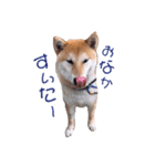柴犬 レイ（個別スタンプ：14）