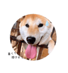 柴犬 レイ（個別スタンプ：15）